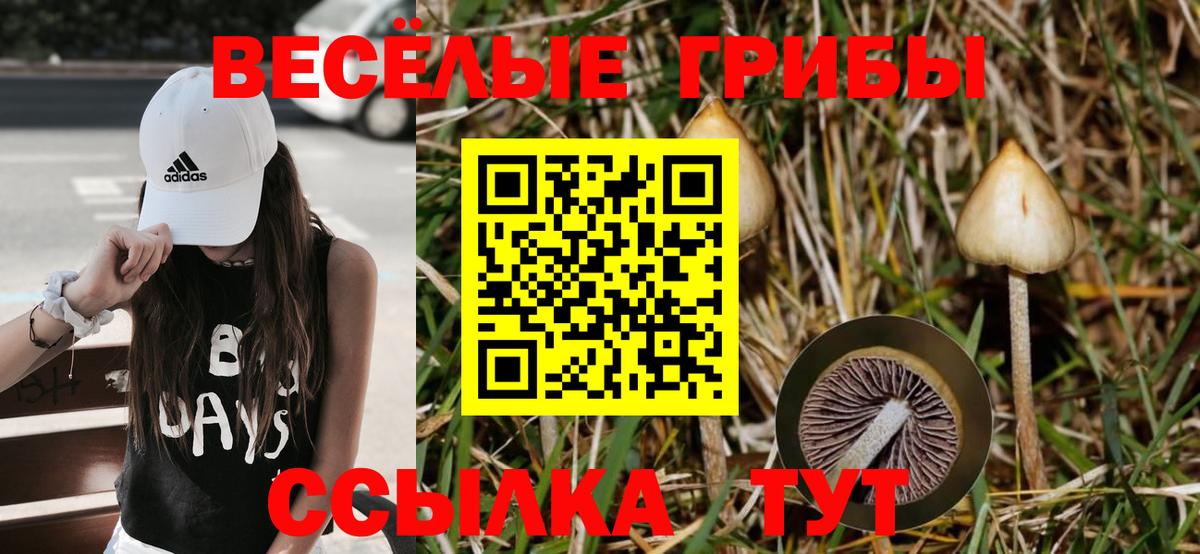 Псилоцибиновые грибы Cubensis Нальчик